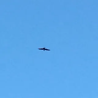 「ちーちゃん」のユーザーアイコン