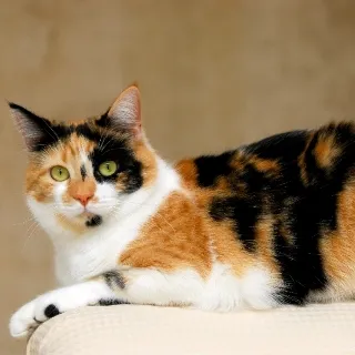 「三毛猫」のユーザーアイコン