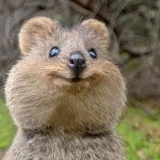 「(  ͡ ͜ʖ ͡)」のユーザーアイコン