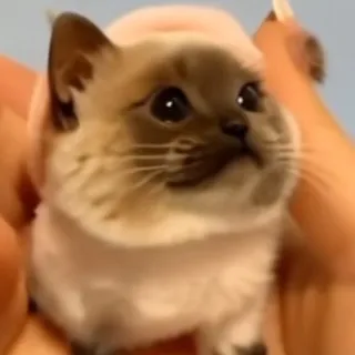 「あやね」のユーザーアイコン