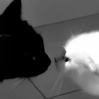 「ひめ」のユーザーアイコン