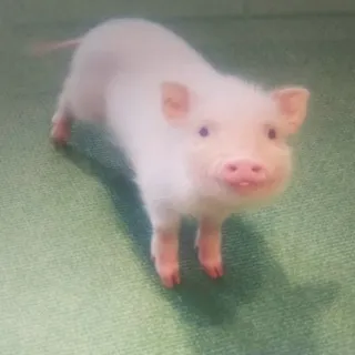 「詩音」のユーザーアイコン