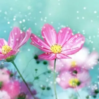 「秋桜」のユーザーアイコン