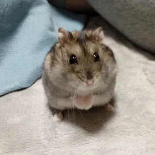 「りくと」のユーザーアイコン