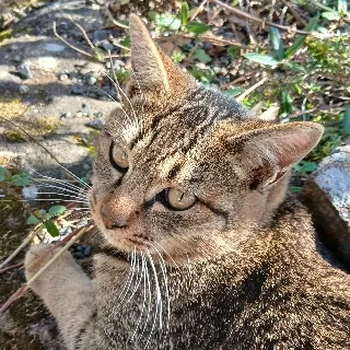 「ﾌﾄﾝｶﾞﾌｯﾄﾊﾞﾅｲ」のユーザーアイコン