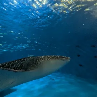 「いの」のユーザーアイコン