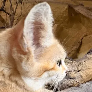 「サジネコ」のユーザーアイコン