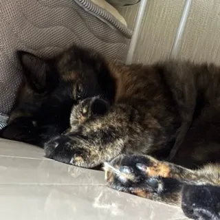 「cat」のユーザーアイコン