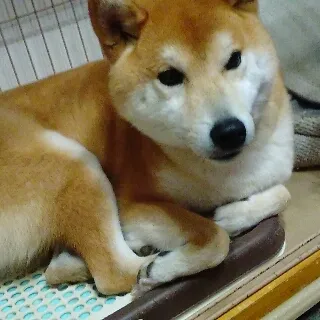 「尚」のユーザーアイコン