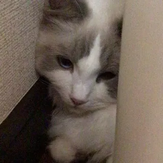 「Sae🍒」のユーザーアイコン