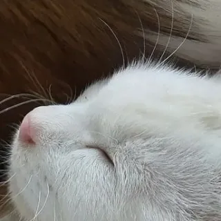 「はんこ」のユーザーアイコン