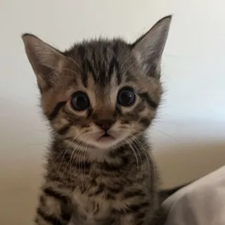 「ささき」のユーザーアイコン