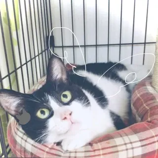 「とぶねこ」のユーザーアイコン