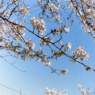 「Sakura」のユーザーアイコン