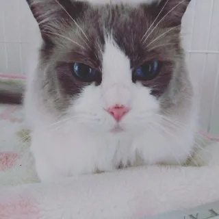 「hinaサブ使ってません」のユーザーアイコン