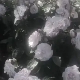 「×なな×」のユーザーアイコン