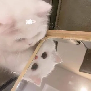 「かほ🌻」のユーザーアイコン