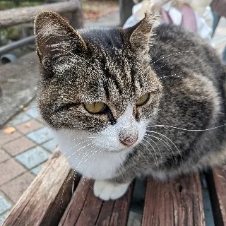 「さくら猫」のユーザーアイコン