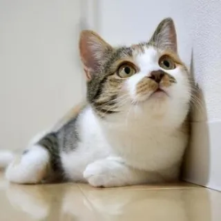 「しょう」のユーザーアイコン