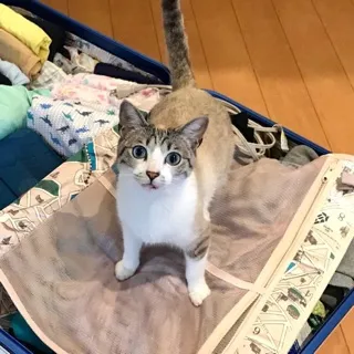「いぬすけ」のユーザーアイコン