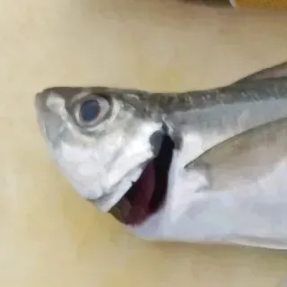 「ポテトがぽてっと（あじ）」のユーザーアイコン