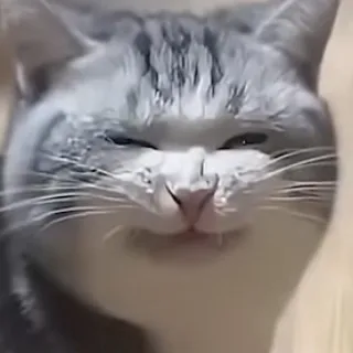 「ねねだよ」のユーザーアイコン