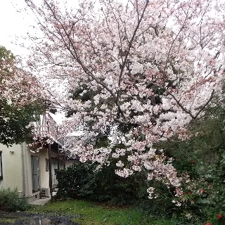 「しげちゃん」のユーザーアイコン