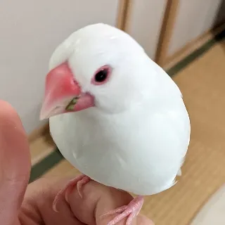 「ひな」のユーザーアイコン