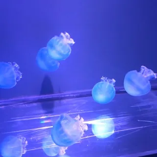 「翠衣」のユーザーアイコン