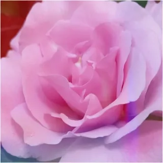 「さーちゃん」のユーザーアイコン