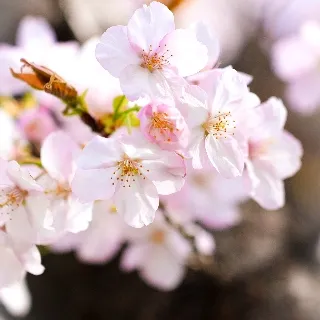 「ふらわぁ💐」のユーザーアイコン