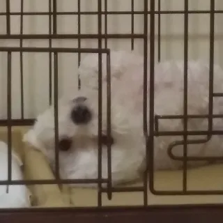 「ちーず」のユーザーアイコン