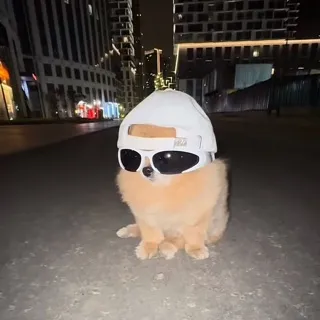 「犬だーい好き‼️」のユーザーアイコン