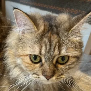 「HONOKA」のユーザーアイコン