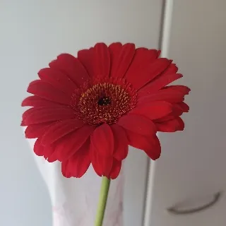 「母」のユーザーアイコン