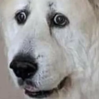 「アシスタント」のユーザーアイコン