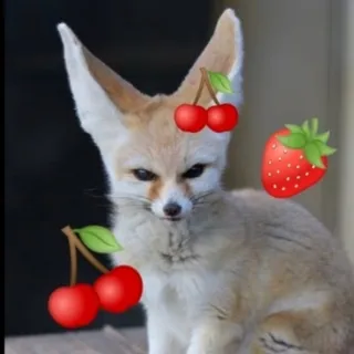 「페넥🍒🍓」のユーザーアイコン
