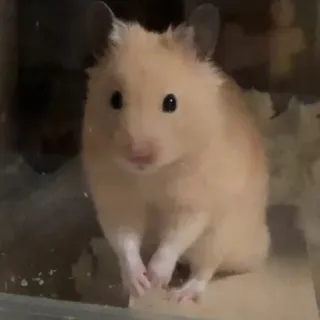 「팀(*>ω<*)♡」のユーザーアイコン
