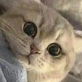 「いおりん」のユーザーアイコン