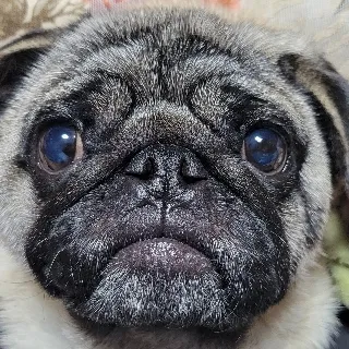 「RUKA🐾」のユーザーアイコン