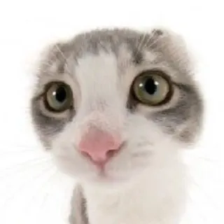 「ぴんく」のユーザーアイコン