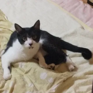 「❄りん☘️」のユーザーアイコン
