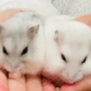 「ハム🐾」のユーザーアイコン
