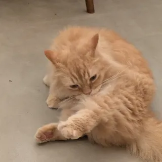 「スバル」のユーザーアイコン