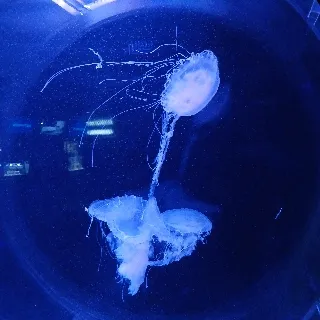 「あいす食べたい」のユーザーアイコン