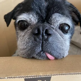 「ポテト」のユーザーアイコン