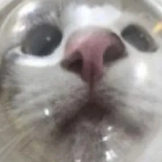 「ぽん」のユーザーアイコン