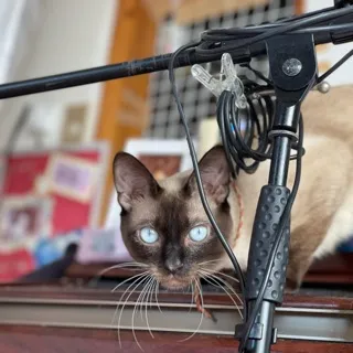 「たらパス」のユーザーアイコン