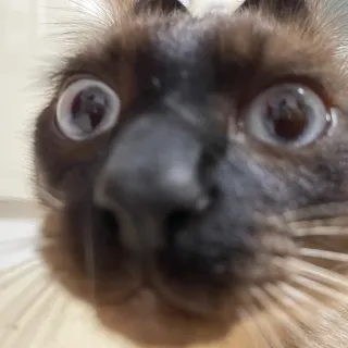 「たらパス」のユーザーアイコン