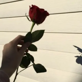 「ℕ𝕠𝕒」のユーザーアイコン